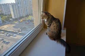 Cat in kotokafe "Lapa"