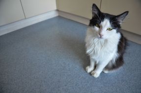 Cat in kotokafe "Lapa"