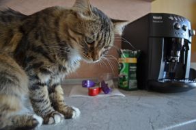 Cat in kotokafe "Lapa"