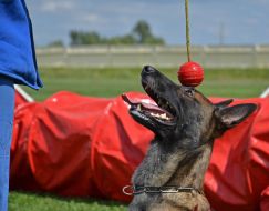 The presentation of the project "Friend of Hero"