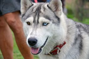 The presentation of the project "Friend of Hero"