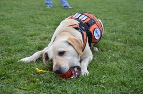 The presentation of the project "Friend of Hero"