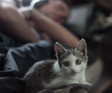 Kitten