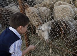 Хлопчик біля баранів