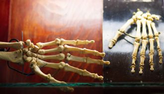 The skeleton of the human hand