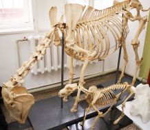 Animal skeletons