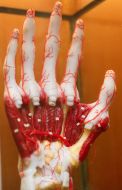 Model of the human hand internal structure