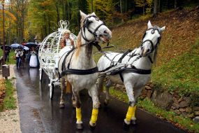Tourists go by coach