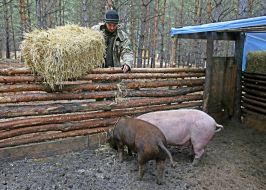 Domestic animals