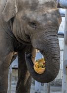 Elephant eating pumpkin
