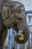 Elephant eating pumpkin