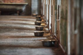 Bowls with food for dogs