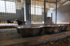 Bowls with food for dogs