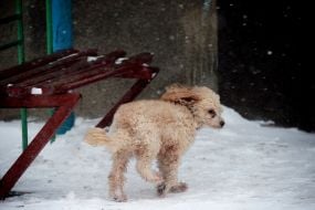 Сніг в Одесі