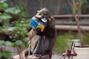 The monkey named Chip