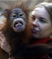 An employee of the zoo keeps the baby orangutan