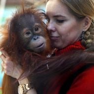 An employee of the zoo keeps the baby orangutan