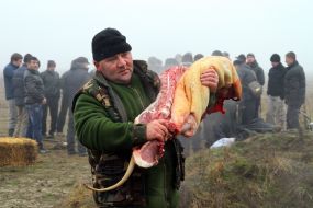 Мясник несет тушу свиньи