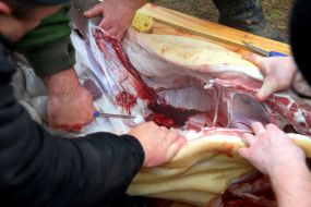 Мясники разделяют мясо свиньи