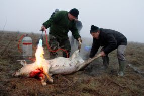 Фестиваль мясников