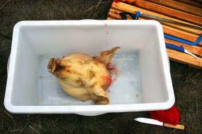 Отрезанная голова свиньи