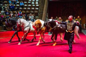 Attraction "Horse extravaganza"