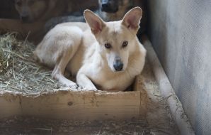 Собаки в приюте для животных