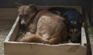 Собаки в приюте для животных
