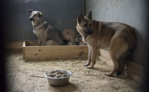 Собаки в приюте для животных