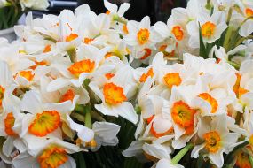 Daffodils