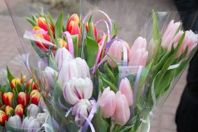 Tulips