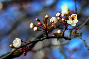 Flowering branch of plum