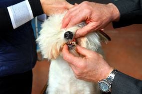 The west highland white terrier