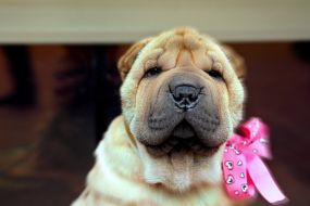 Shar Pei Puppy