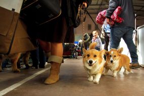 Welsh corgi