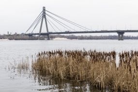 Reed on the bank of the Dnieper
