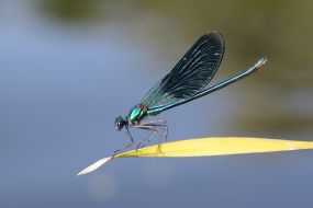 Dragonfly