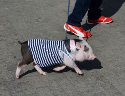 Pig in the vest