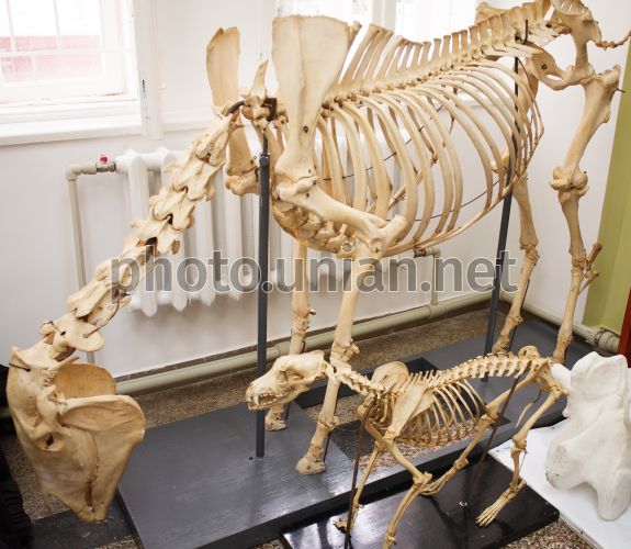 Скелет Животных Фото