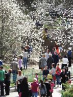 Magnolia