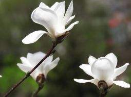 Magnolia