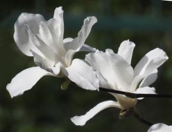 Magnolia