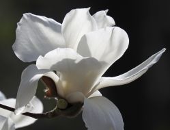 Magnolia