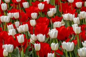 Аn exhibition of tulips