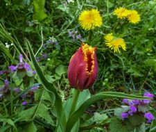 Аn exhibition of tulips