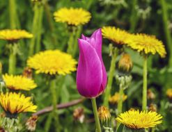 Аn exhibition of tulips