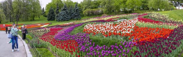 Аn exhibition of tulips