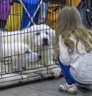 Girl near the cage with dogs