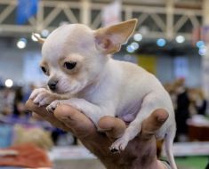Chihuahua dog