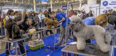 Grooming of dogs